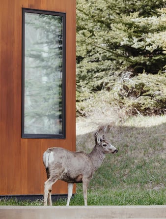 Amangani, USA - Wildlife at Resort